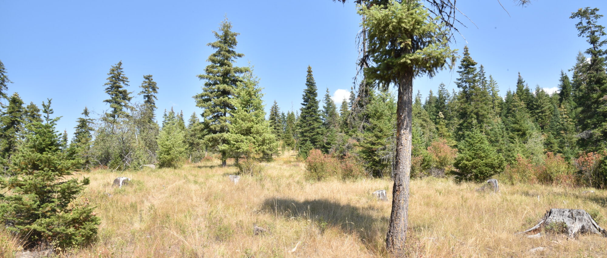 NNA lot 3 Carpenter Creek Rd Fernwood, ID 83830 NNA lot 3 Carpenter Creek Rd Fernwood, ID 83830