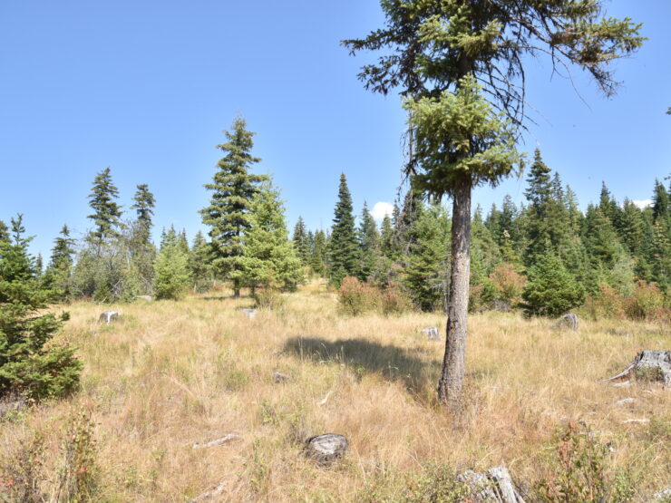 NNA lot 3 Carpenter Creek Rd Fernwood, ID 83830